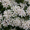 Choisya Pinball Blizzard Live Plant - Mexican Orange Shrub - White Blooms - 4 inch Pot - Image 1