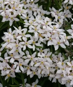 Choisya Pinball Blizzard Live Plant - Mexican Orange Shrub - White Blooms - 4 inch Pot - Image 1