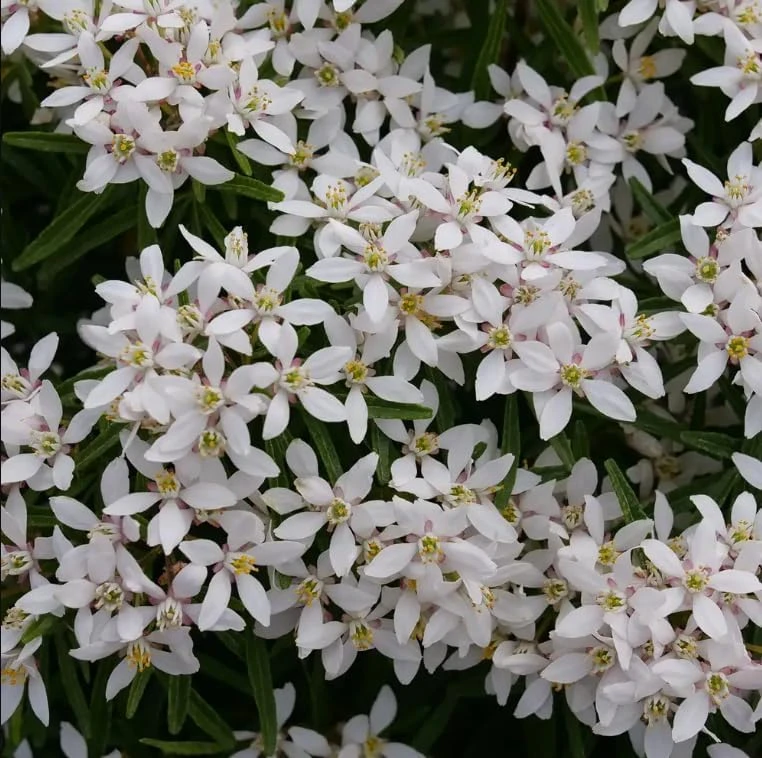Choisya Pinball Blizzard Live Plant - Mexican Orange Shrub - White Blooms - 4 inch Pot - Image 1