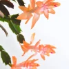 Christa Orange Christmas Cactus Live Plant – Zygocactus – 2" Pot – Indoor - Image 1