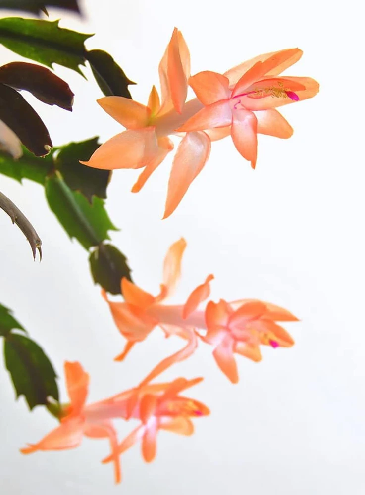 Christa Orange Christmas Cactus Live Plant – Zygocactus – 2" Pot – Indoor - Image 1