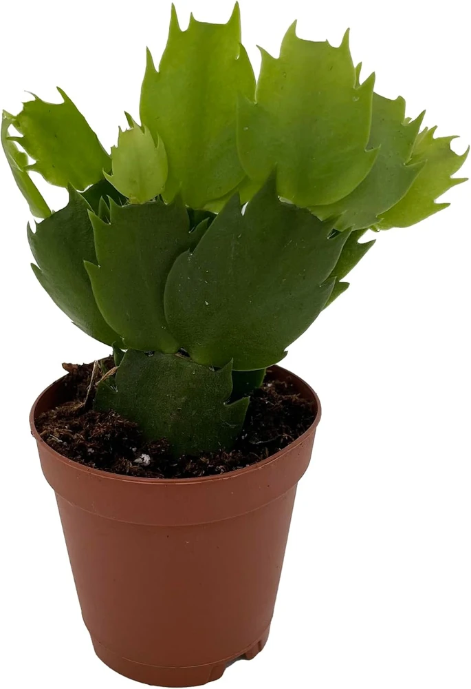 Christmas Cactus Live Plant - Zygocactus - 2 inch Pot - Indoor - Image 2