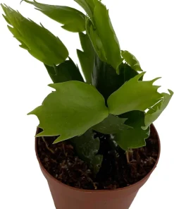 Christmas Cactus Live Plant - Zygocactus - 2 inch Pot - Indoor - Image 3