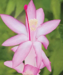Christmas Cactus Live Plant - Zygocactus - 2 inch Pot - Indoor Flowering - Image 4