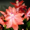 Christmas Cactus Live Plant - Zygocactus - 2 inch Pot - Indoor - Image 1