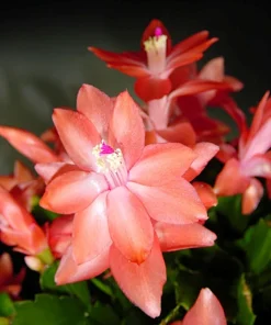 Christmas Cactus Live Plant - Zygocactus - 2 inch Pot - Indoor - Image 1