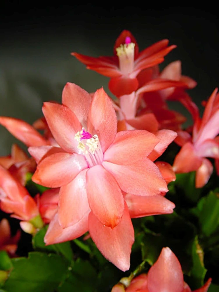 Christmas Cactus Live Plant - Zygocactus - 2 inch Pot - Indoor - Image 1