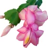 Christmas Cactus Live Plant - Zygocactus - 2 inch Pot - Indoor Flowering - Image 1