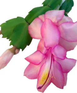 Christmas Cactus Live Plant - Zygocactus - 2 inch Pot - Indoor Flowering - Image 1