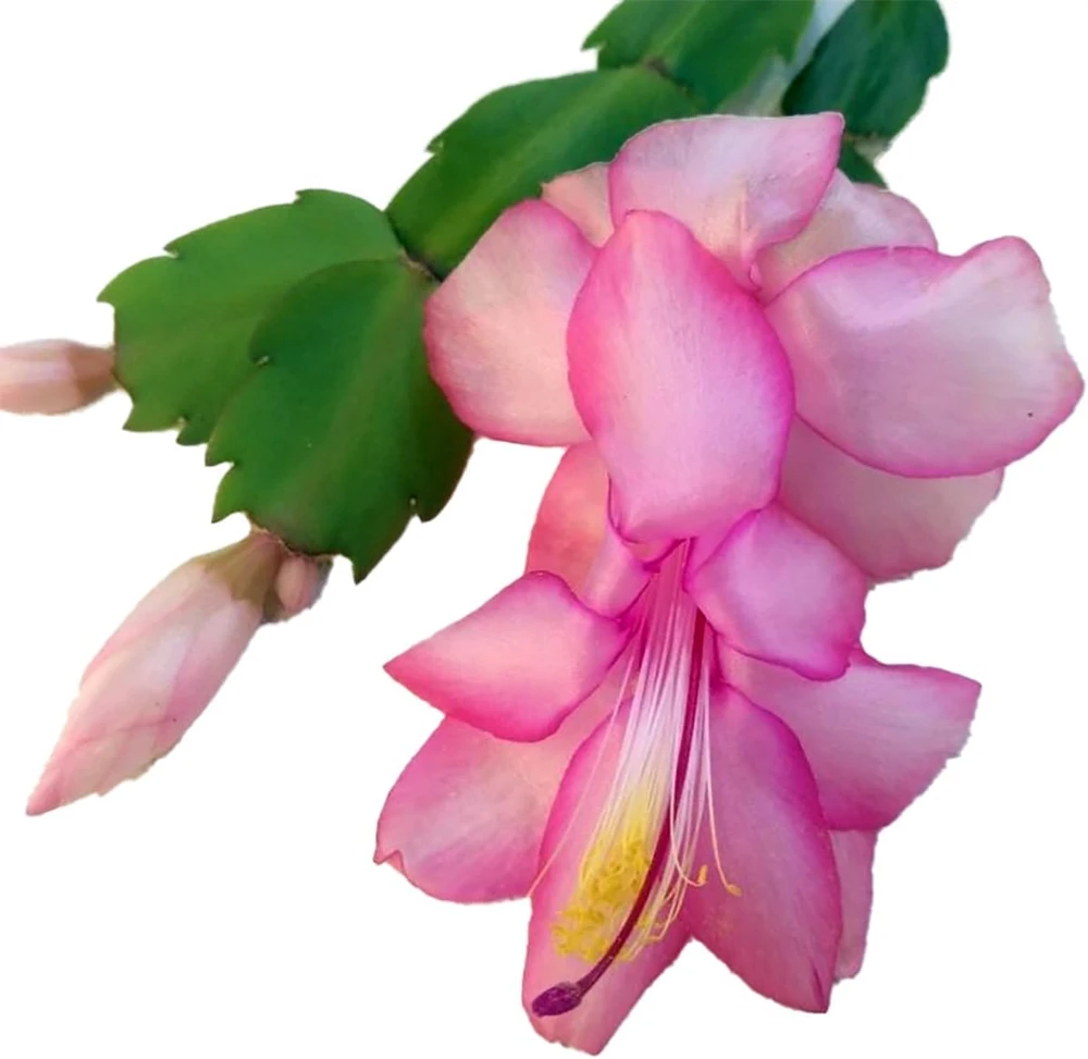 Christmas Cactus Live Plant - Zygocactus - 2 inch Pot - Indoor Flowering - Image 1