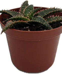 Christmas Carol Aloe Live Plant – Succulent with Light Pink Edges – 4 inch Pot - Image 2