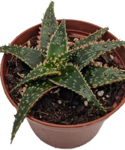 Christmas Carol Aloe Live Plant – Succulent with Light Pink Edges – 4 inch Pot - Image 3