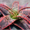 Christmas Carol Aloe Live Plant – Succulent with Light Pink Edges – 4 inch Pot - Image 1