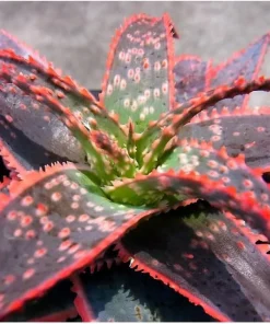 Christmas Carol Aloe Live Plant – Succulent with Light Pink Edges – 4 inch Pot - Image 1