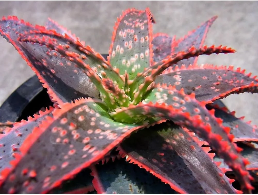 Christmas Carol Aloe Live Plant – Succulent with Light Pink Edges – 4 inch Pot - Image 1