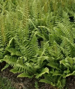 Christmas Fern Bare Root Plants, 5 Count - Polystichum acrostichoides, Hardy Zones 4-9 - Image 2