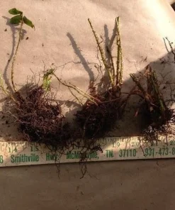 Christmas Fern Bare Root Plants, 5 Count - Polystichum acrostichoides, Hardy Zones 4-9 - Image 3