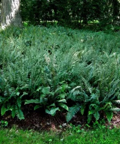 Christmas Fern Bare Root Plants, 5 Count - Polystichum acrostichoides, Hardy Zones 4-9 - Image 4