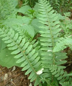 Christmas Fern Bare Root Plants, 5 Count - Polystichum acrostichoides, Hardy Zones 4-9 - Image 5