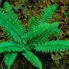 Christmas Fern Bare Root Plants, 5 Count - Polystichum acrostichoides, Hardy Zones 4-9 - Image 1