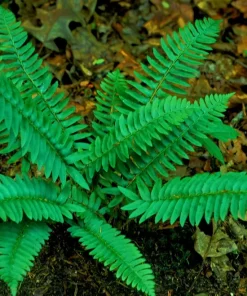 Christmas Fern Bare Root Plants, 5 Count - Polystichum acrostichoides, Hardy Zones 4-9 - Image 1