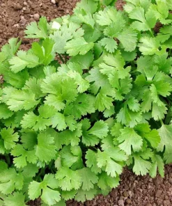 Cilantro Herb Seeds - 100 Seeds for Fresh Coriander Planting - Image 2