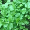 Cilantro Herb Seeds - 100 Seeds for Fresh Coriander Planting - Image 1