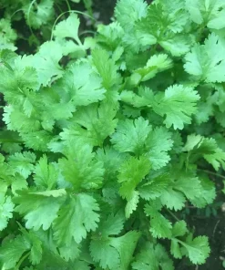 Cilantro Herb Seeds - 100 Seeds for Fresh Coriander Planting - Image 1