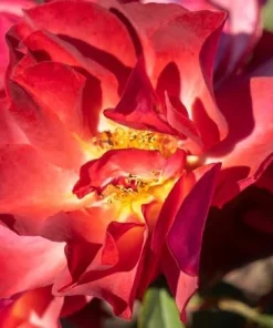 Cinco de Mayo Rose Live Plant – 4 inch Pot – Floribunda Blended Colors - Image 3