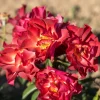 Cinco de Mayo Rose Live Plant – 4 inch Pot – Floribunda Blended Colors - Image 1
