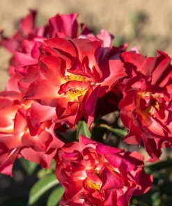 Cinco de Mayo Rose Live Plant – 4 inch Pot – Floribunda Blended Colors - Image 1