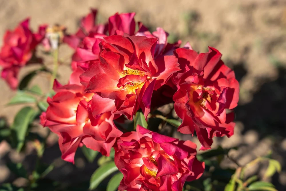 Cinco de Mayo Rose Live Plant – 4 inch Pot – Floribunda Blended Colors - Image 1