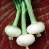 Cipollini Bianca Di Maggio Onion Seeds - 250 Sweet Flat Onions - Image 1