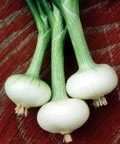 Cipollini Bianca Di Maggio Onion Seeds - 250 Sweet Flat Onions - Image 1