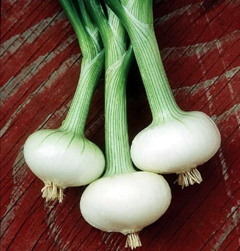 Cipollini Bianca Di Maggio Onion Seeds - 250 Sweet Flat Onions - Image 1