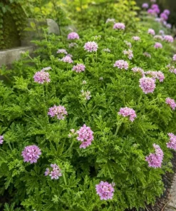 Citronella Geranium Live Plant – 2-Pack, 4-6 Inch Tall in 4 Inch Pot – Indoor/Outdoor - Image 2