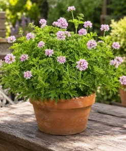 Citronella Geranium Live Plant – 2-Pack, 4-6 Inch Tall in 4 Inch Pot – Indoor/Outdoor - Image 3