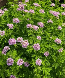 Citronella Geranium Live Plant – 2-Pack, 4-6 Inch Tall in 4 Inch Pot – Indoor/Outdoor - Image 5