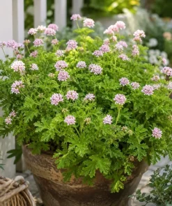 Citronella Geranium Live Plant – 2-Pack, 4-6 Inch Tall in 4 Inch Pot – Indoor/Outdoor - Image 6
