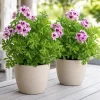 Citronella Geranium Live Plant – 2-Pack, 4-6 Inch Tall in 4 Inch Pot – Indoor/Outdoor - Image 1