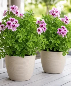 Citronella Geranium Live Plant – 2-Pack, 4-6 Inch Tall in 4 Inch Pot – Indoor/Outdoor - Image 1