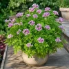Citronella Geranium Live Plants - 2-Pack, 4-6 Inch Tall in 4 Inch Pot, Outdoor Pest Repellent - Image 1
