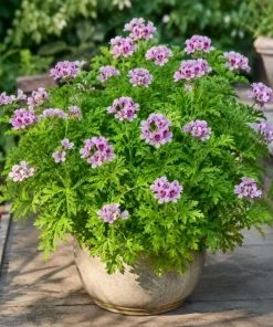 Citronella Geranium Live Plants - 2-Pack, 4-6 Inch Tall in 4 Inch Pot, Outdoor Pest Repellent - Image 1