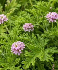 Citronella Geranium Live Plants - 2-Pack, 4-6 Inch Tall in 4 Inch Pot, Outdoor Pest Repellent - Image 2