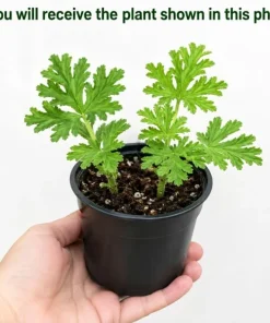 Citronella Geranium Live Plants - 2-Pack, 4-6 Inch Tall in 4 Inch Pot, Outdoor Pest Repellent - Image 3