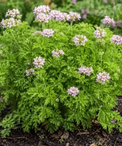 Citronella Geranium Live Plants - 2-Pack, 4-6 Inch Tall in 4 Inch Pot, Outdoor Pest Repellent - Image 6