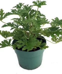 Citronella Mosquito Plant - Pelargonium graveolens Live Plant - 6" Pot - Indoor/Outdoor - Image 2