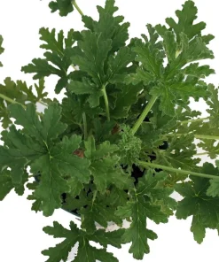 Citronella Mosquito Plant - Pelargonium graveolens Live Plant - 6