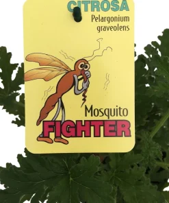 Citronella Mosquito Plant - Pelargonium graveolens Live Plant - 6