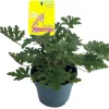 Citronella Mosquito Plant - Pelargonium graveolens Live Plant - 6" Pot - Indoor/Outdoor - Image 1